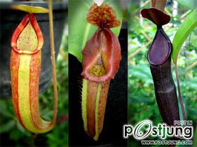 Nepenthes หรือ หม้อข้าวหม้อแกงลิง