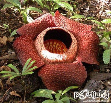Rafflesia arnoldii หรือดอกบัวผุด