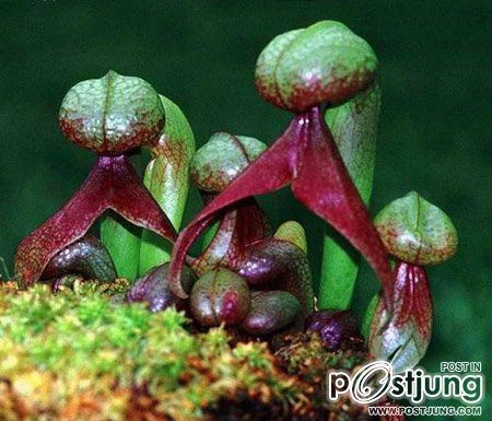 ดาร์ลิงโทเนีย (Darlingtonia), Cobra Lilly, ลิลลี่งูเห่า
