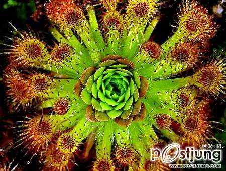 Drosera หรือ หยาดน้ำค้าง