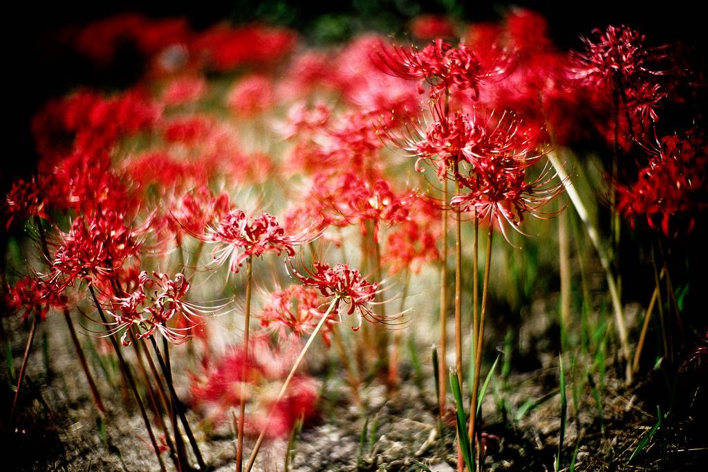 สีสันบนโลก