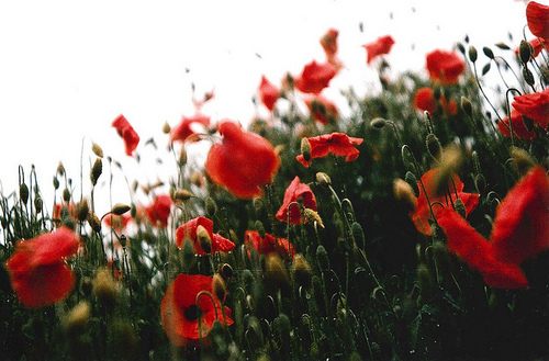 สีสันบนโลก