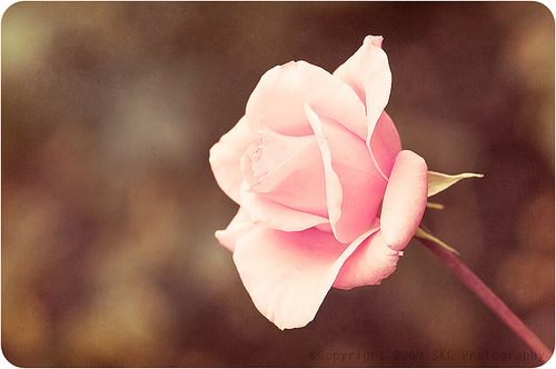 สีสันบนโลก