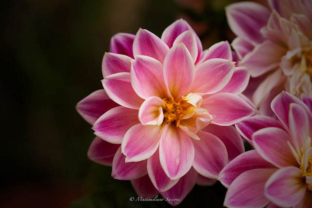สีสันบนโลก 1