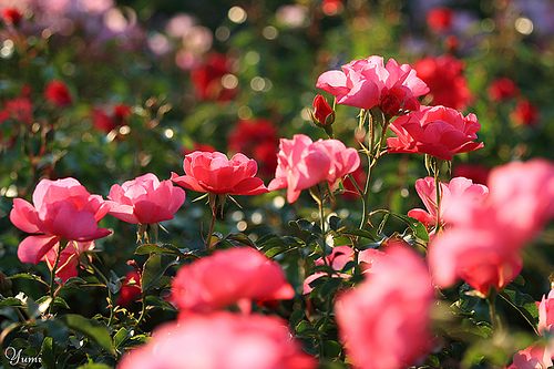 สีสันบนโลก 3