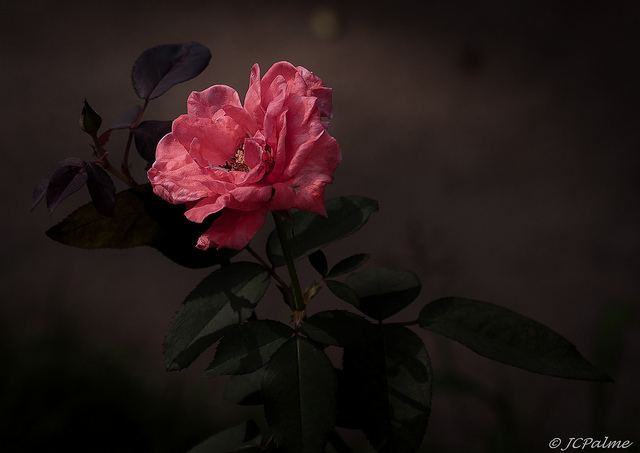 สีสันบนโลก 3