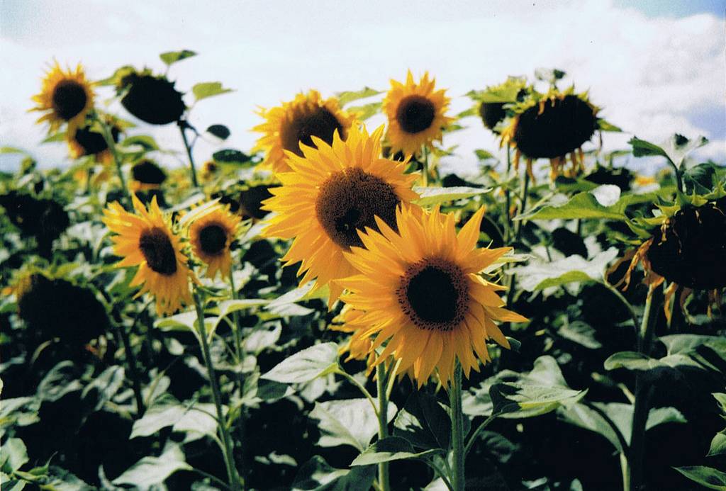 สีสันบนโลก 3