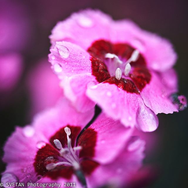 สีสันบนโลก 4