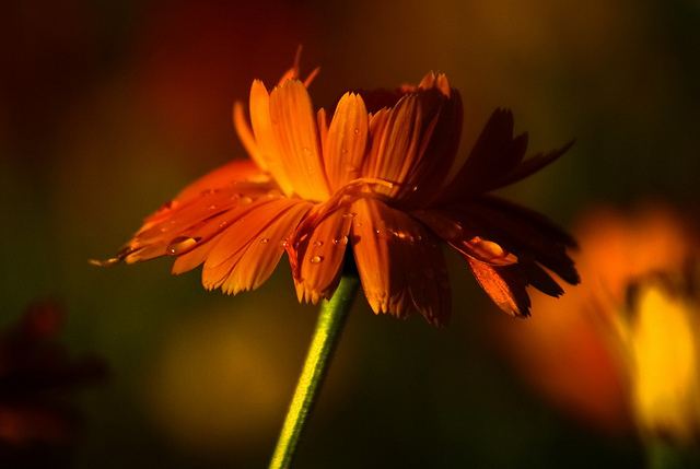 สีสันบนโลก 4