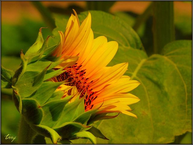 สีสันบนโลก 4