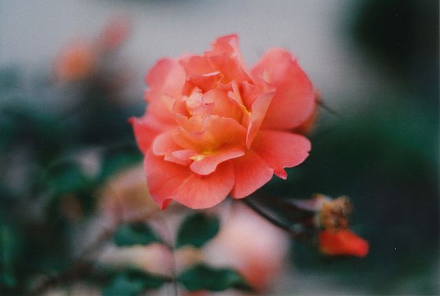 สีสันบนโลก 4