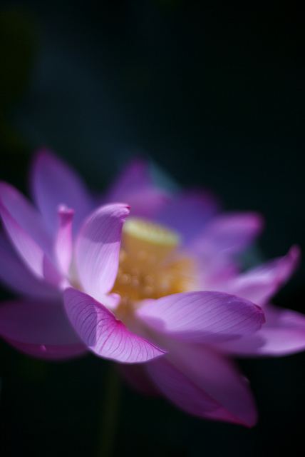 สีสันบนโลก 4