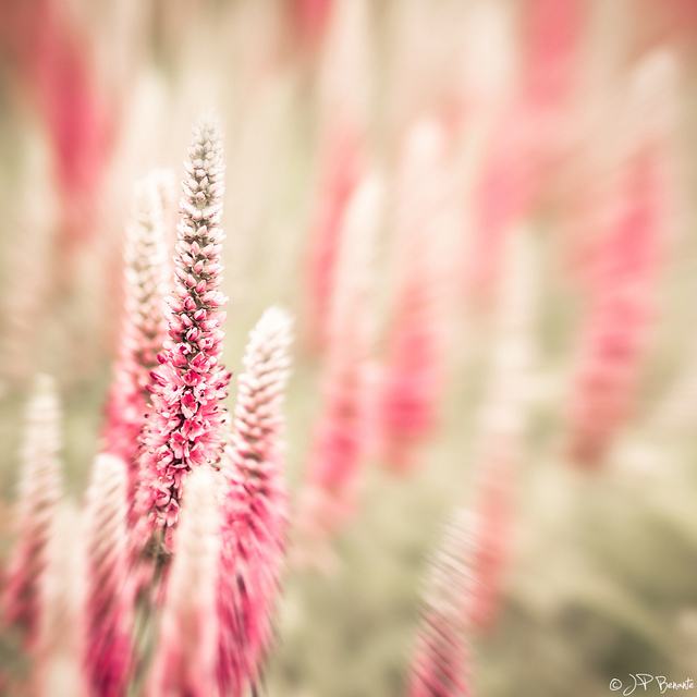 สีสันบนโลก 4