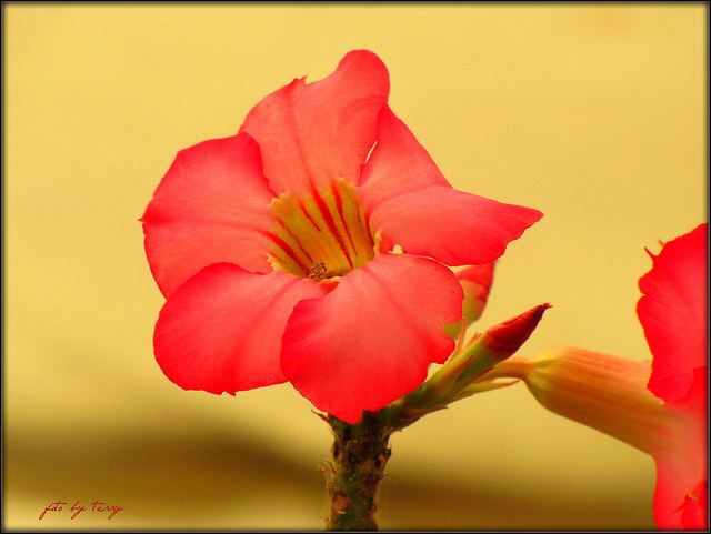 สีสันบนโลก 4