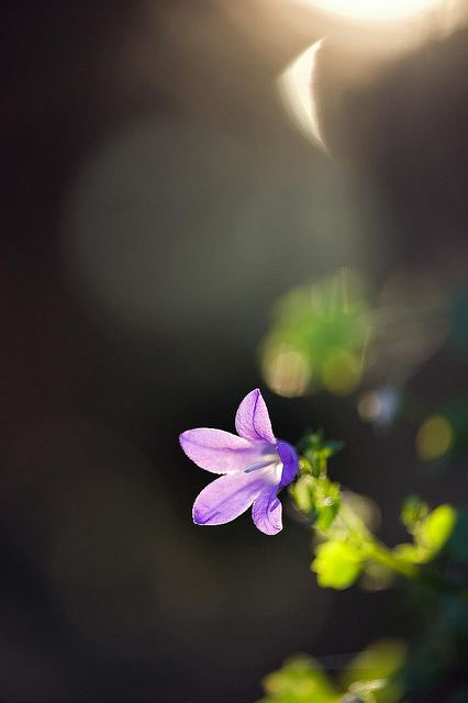 สีสันบนโลก 5