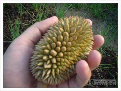 ใครเงียน กุให้ยืม