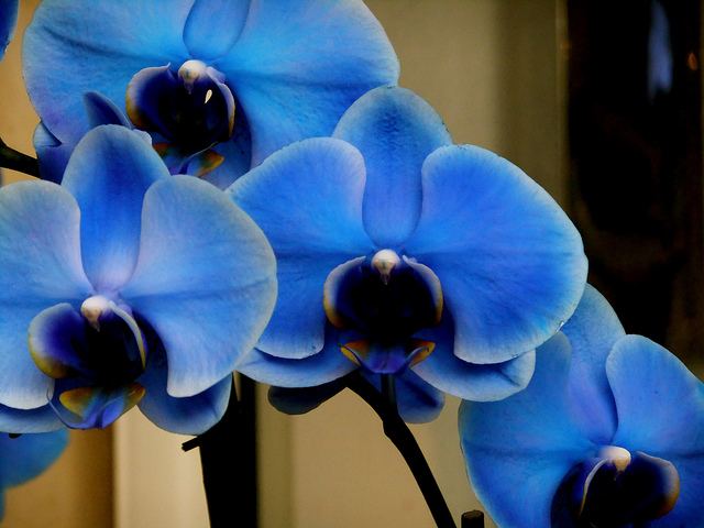สีสันบนโลก 7