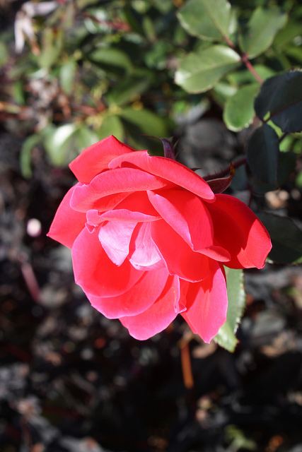 สีสันบนโลก 7