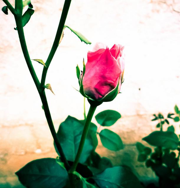 สีสันบนโลก 7