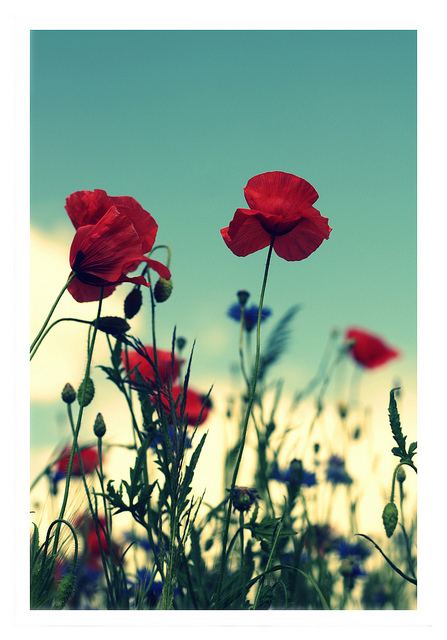 สีสันบนโลก 8