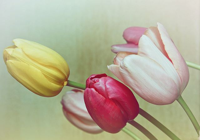 สีสันบนโลก 9