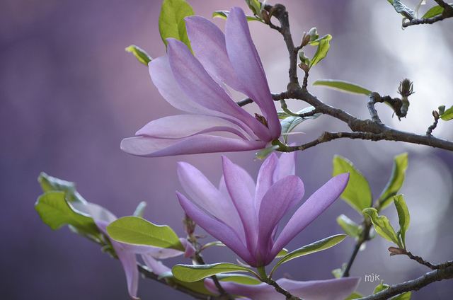 สีสันบนโลก 9