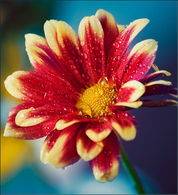 สีสันบนโลก 9