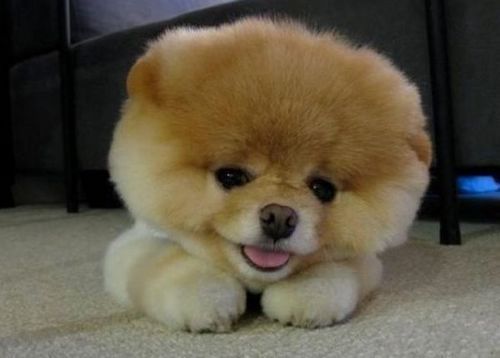 น้องหมา สุดน่ารัก