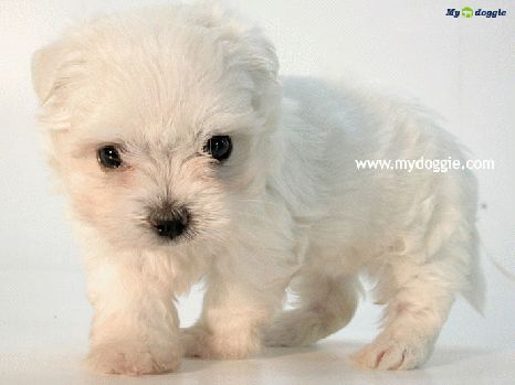 น้องหมา สุดน่ารัก