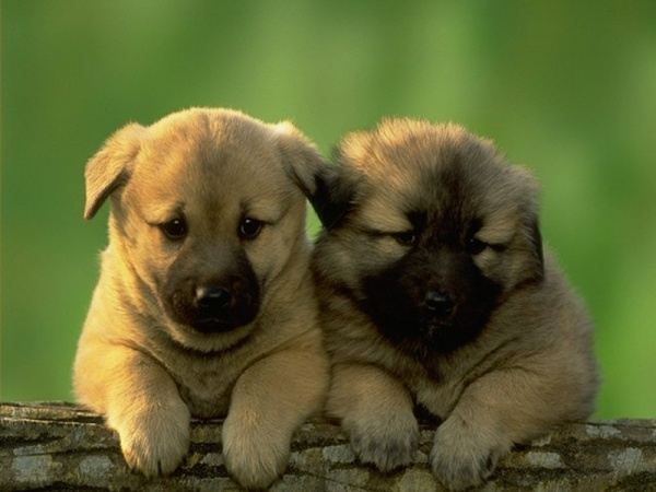 น้องหมา สุดน่ารัก