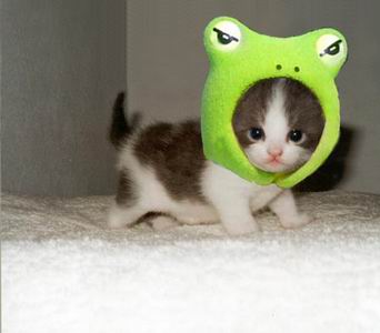 น้องแมว สุดแช่บ น่ารัก