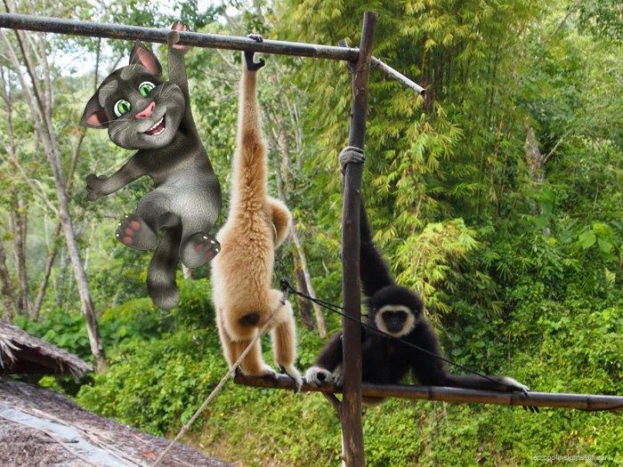 Talking Tom Cat