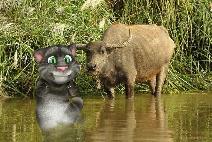 Talking Tom Cat
