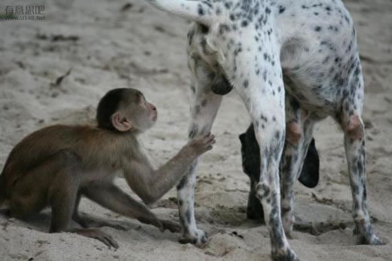 Animals taste