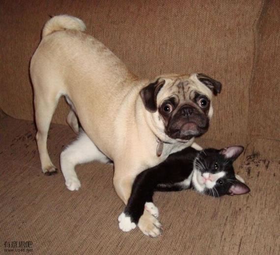 Animals taste