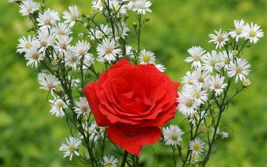 Roses
