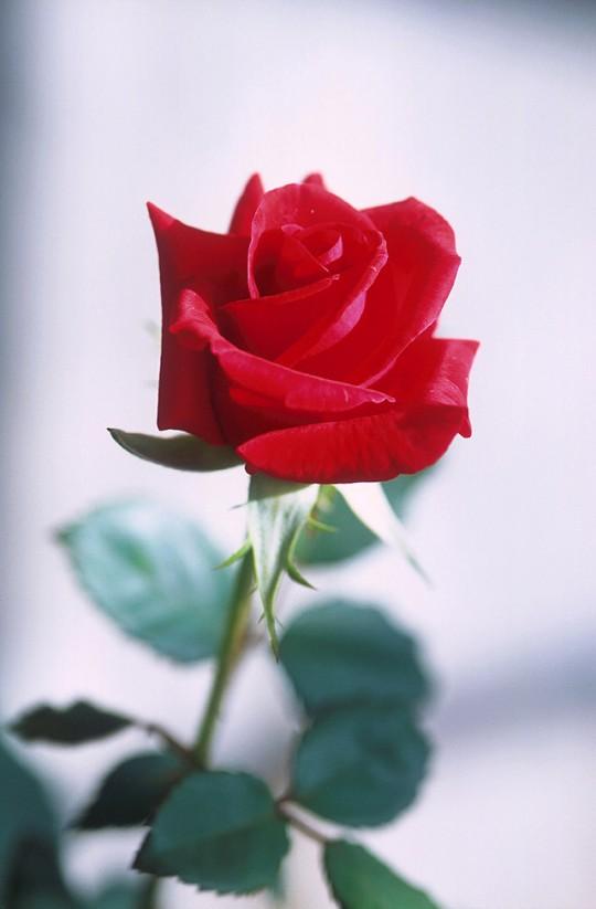 Roses