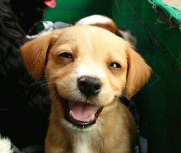 Smile dog