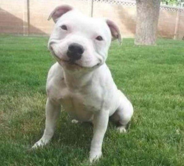 Smile dog