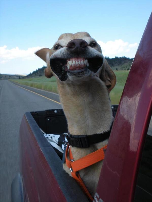 Smile dog