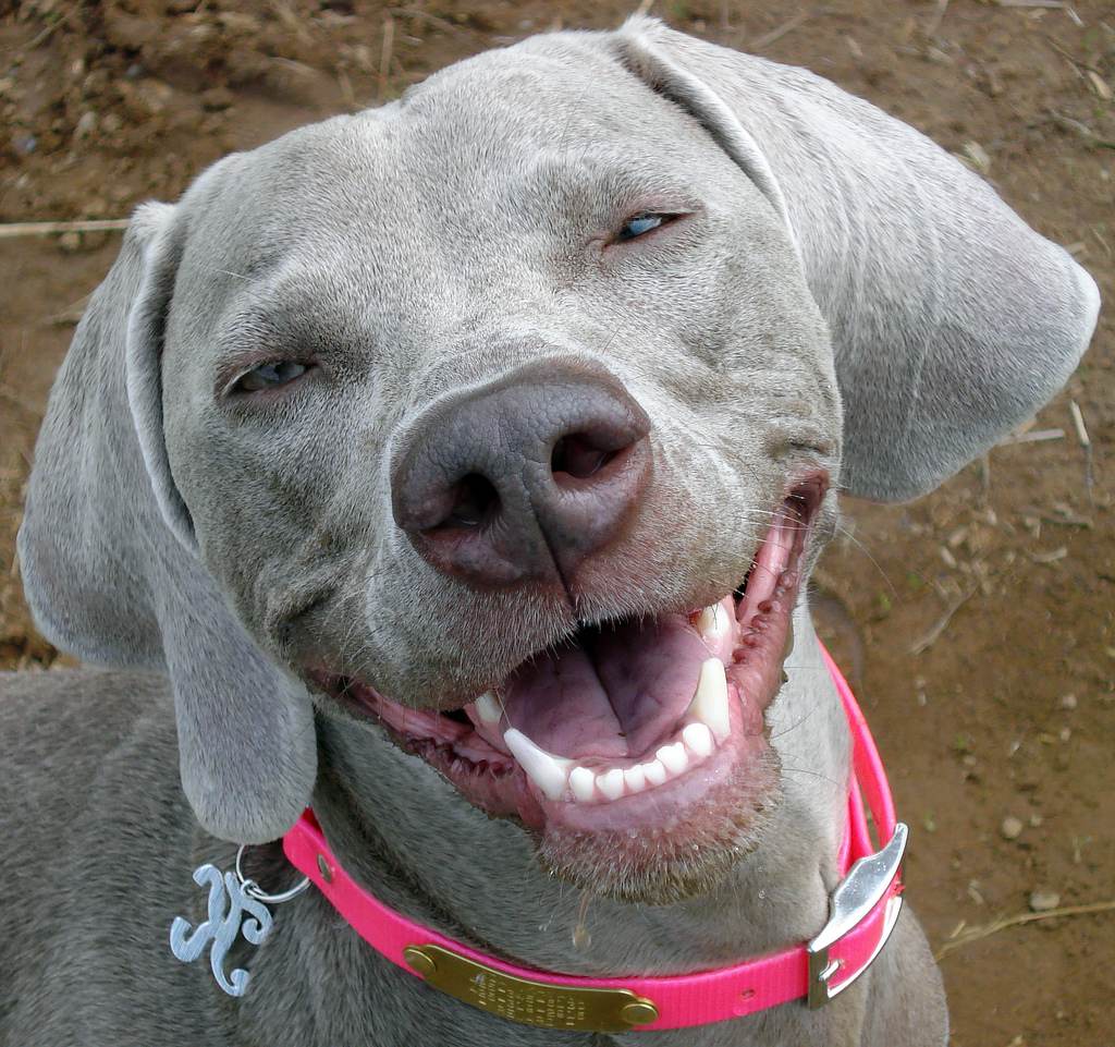 Smile dog