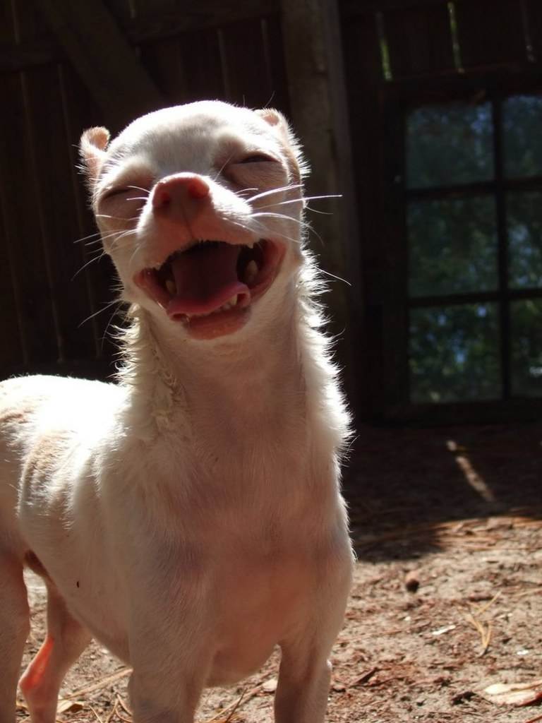 Smile dog
