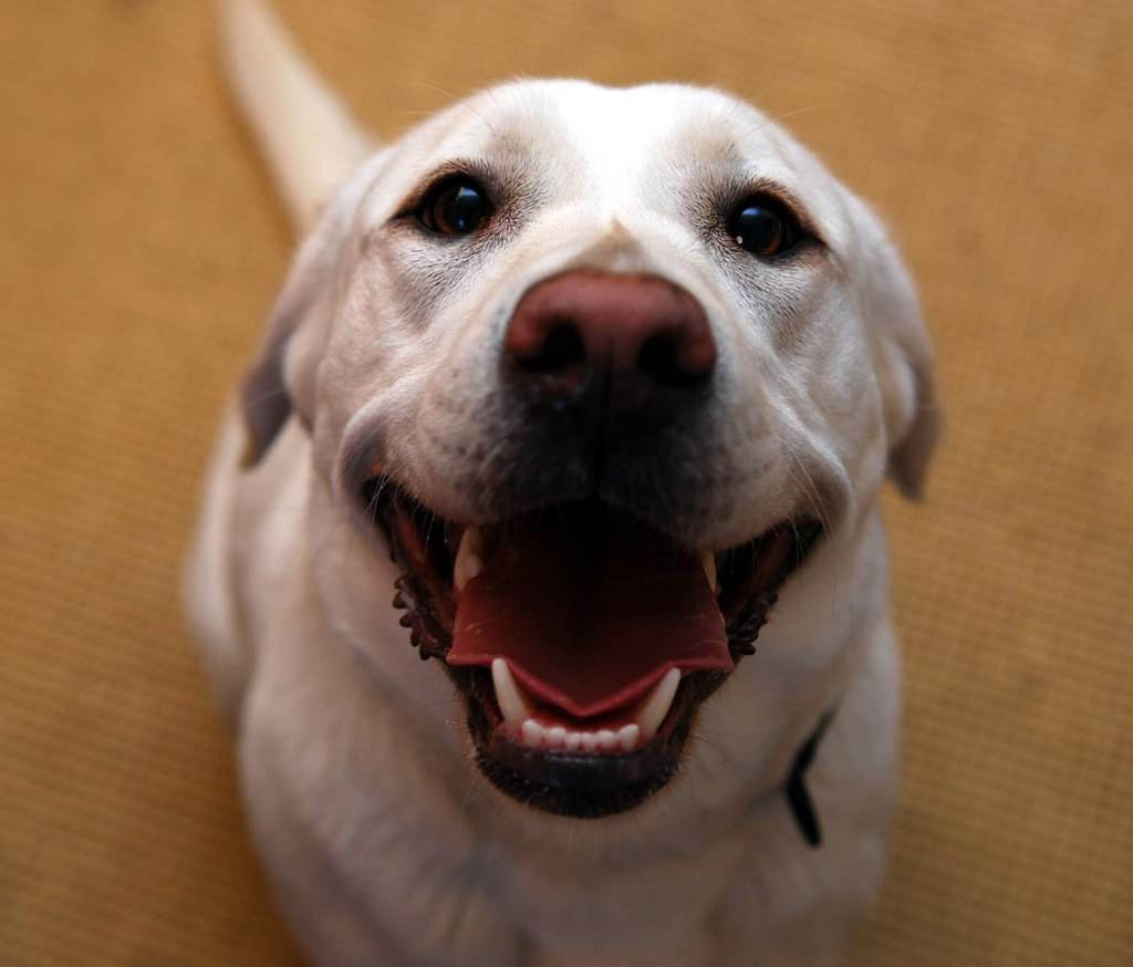 Smile dog