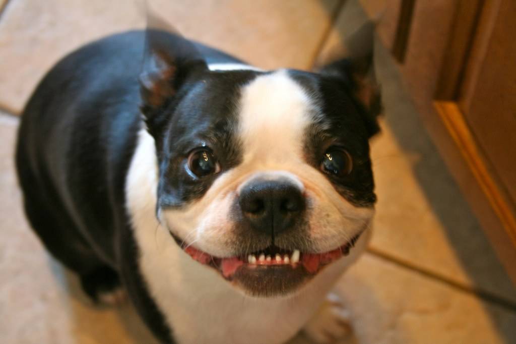 Smile dog