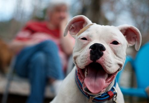 Smile dog