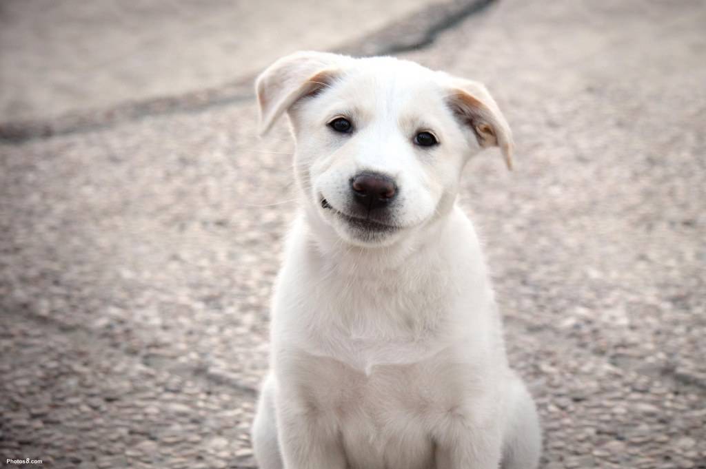 Smile dog
