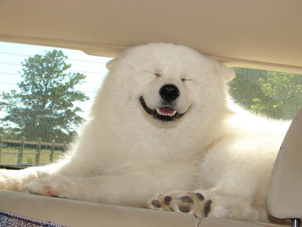 Smile dog