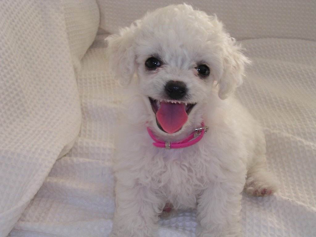 Smile dog
