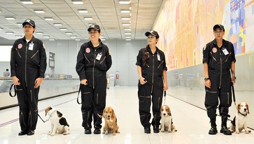 น่ารักอะ ! บีเกิล สุนัขดมกลิ่น ตรวจด่านสุวรรณภูมิ