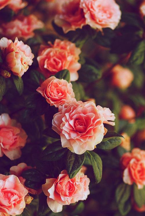 คนรัก รูปสวยชวนอาร์ต 56